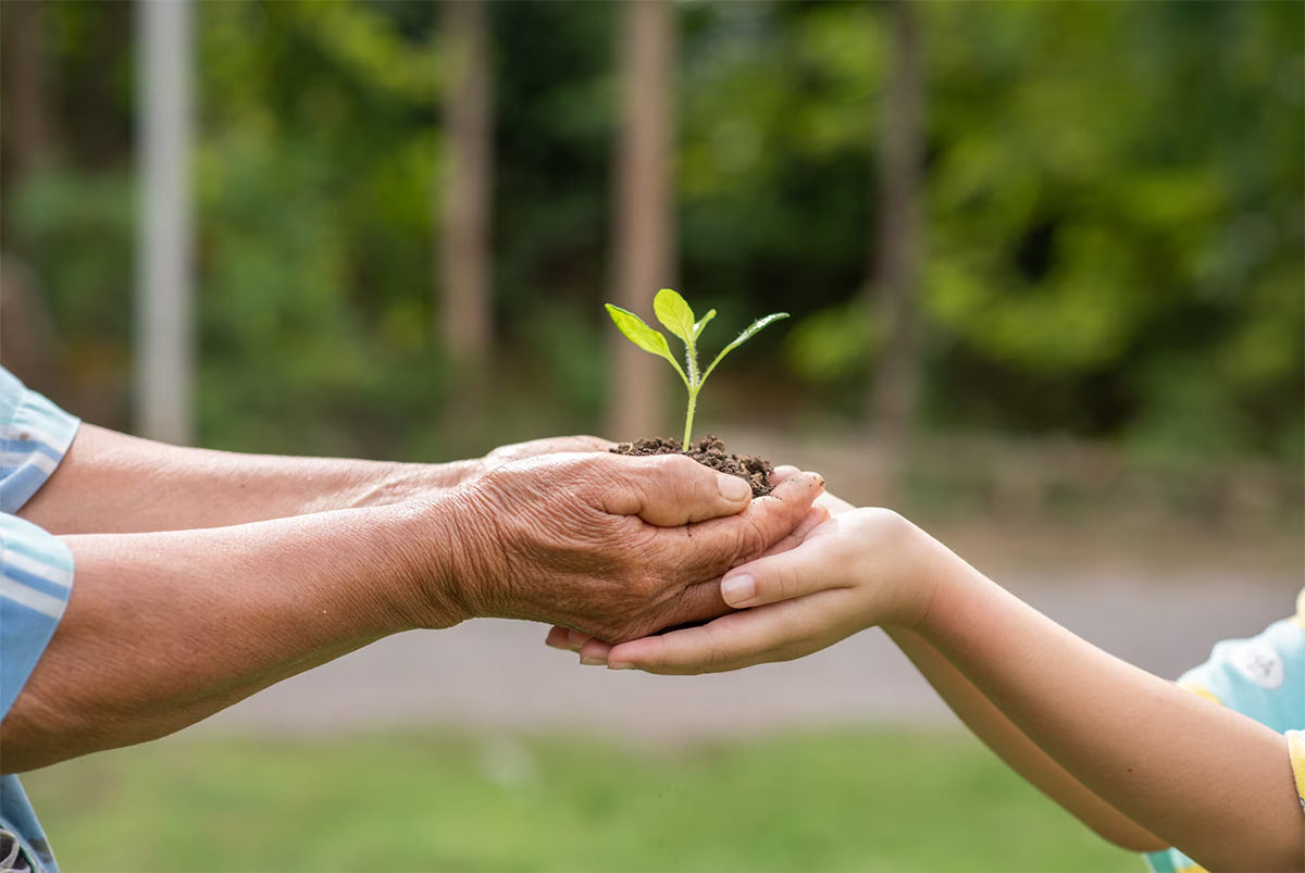 Hands passing a young seedling from one person to another